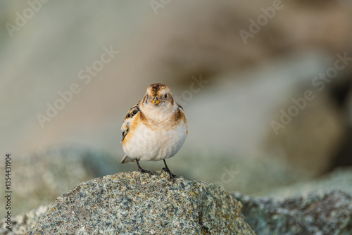 Obraz na płótnie Various birds in Iceland's wild landscapes, soaring over rugged cliffs and icy waters. A paradise for birdwatchers and nature lovers, showcasing Arctic wildlife in its natural habitat. w salonie