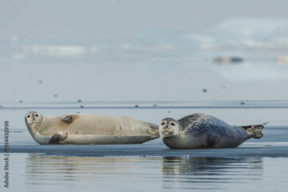 Seals resting on Icelandic ice floes, surrounded by the pristine Arctic landscape. A peaceful wildlife scene in the cold northern waters. Perfect for nature, wildlife, and travel themes.