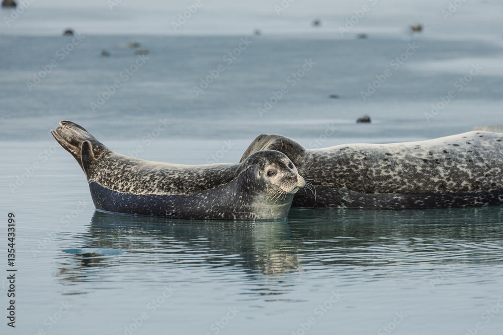 Seals resting on Icelandic ice floes, surrounded by the pristine Arctic landscape. A peaceful wildlife scene in the cold northern waters. Perfect for nature, wildlife, and travel themes.