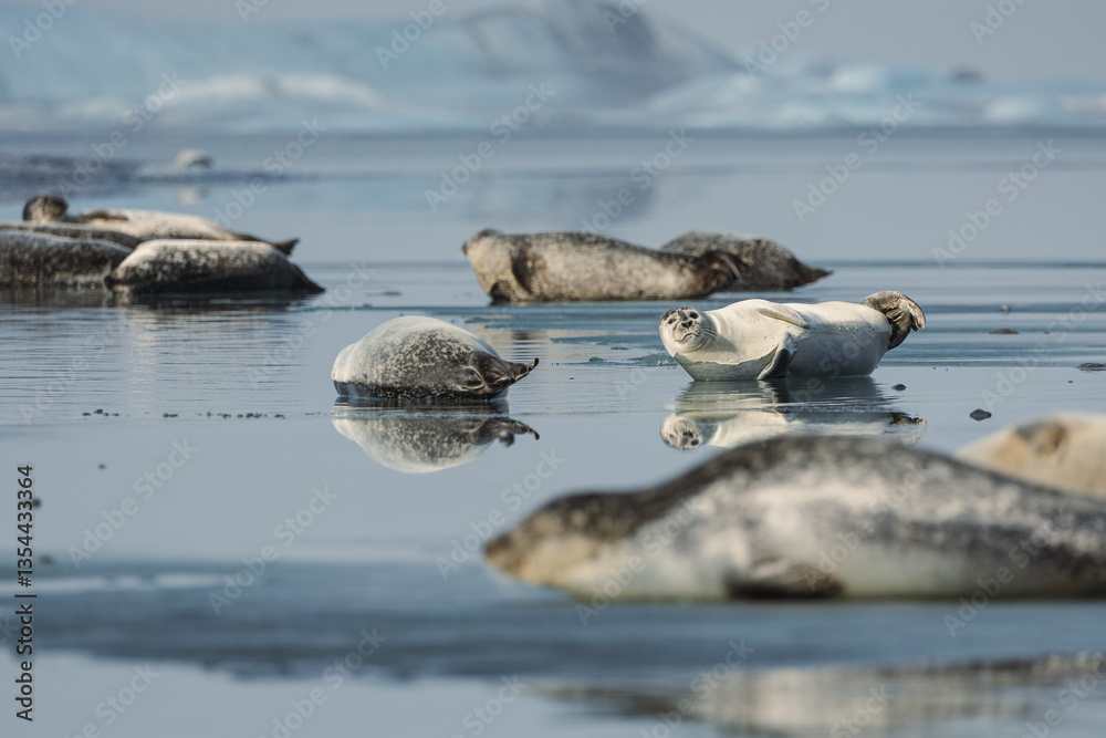 Seals resting on Icelandic ice floes, surrounded by the pristine Arctic landscape. A peaceful wildlife scene in the cold northern waters. Perfect for nature, wildlife, and travel themes.