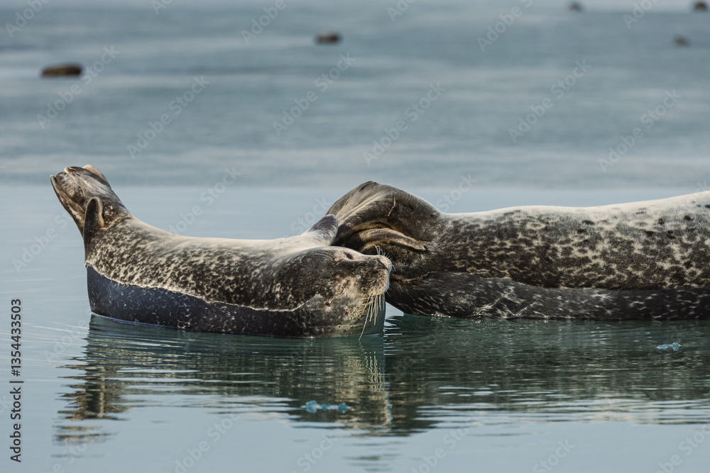 Seals resting on Icelandic ice floes, surrounded by the pristine Arctic landscape. A peaceful wildlife scene in the cold northern waters. Perfect for nature, wildlife, and travel themes.