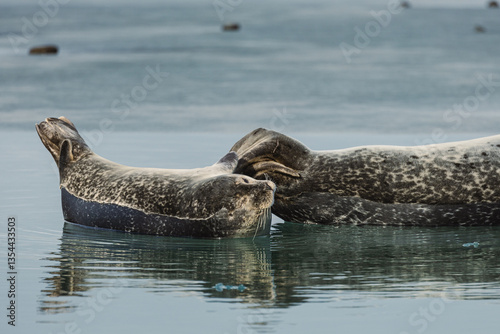 Obraz na płótnie Seals resting on Icelandic ice floes, surrounded by the pristine Arctic landscape. A peaceful wildlife scene in the cold northern waters. Perfect for nature, wildlife, and travel themes. w salonie