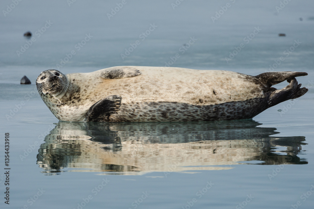 Seals resting on Icelandic ice floes, surrounded by the pristine Arctic landscape. A peaceful wildlife scene in the cold northern waters. Perfect for nature, wildlife, and travel themes.