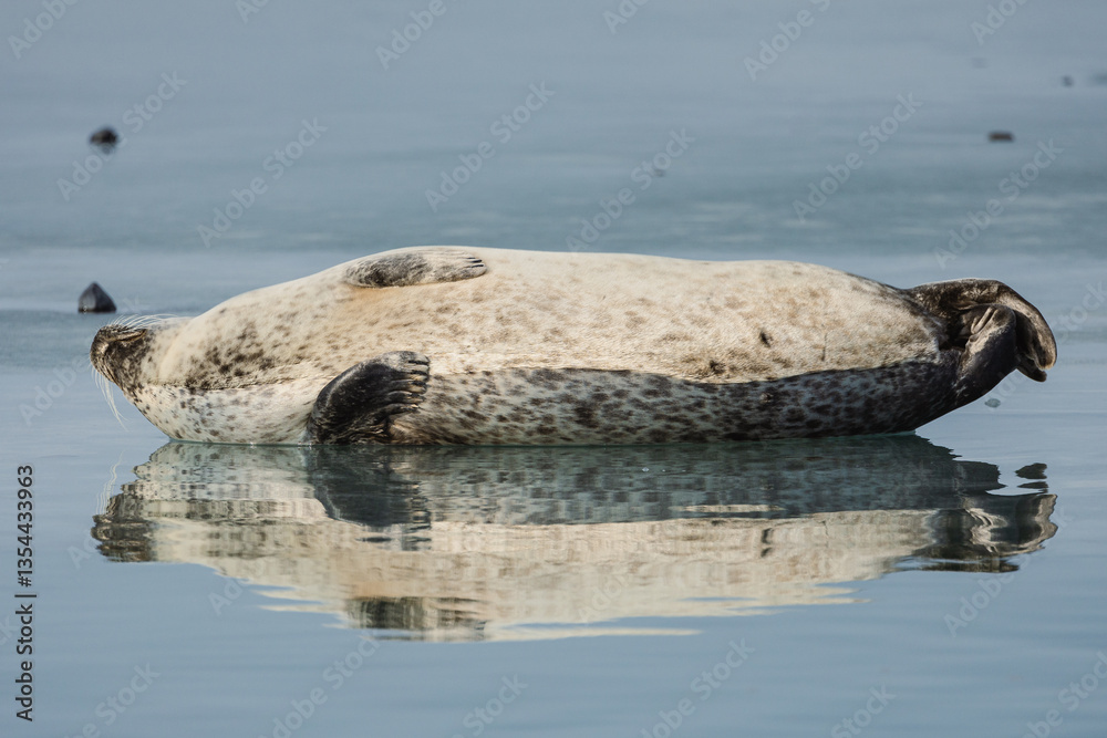 Seals resting on Icelandic ice floes, surrounded by the pristine Arctic landscape. A peaceful wildlife scene in the cold northern waters. Perfect for nature, wildlife, and travel themes.