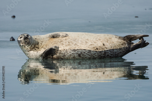 Obraz na płótnie Seals resting on Icelandic ice floes, surrounded by the pristine Arctic landscape. A peaceful wildlife scene in the cold northern waters. Perfect for nature, wildlife, and travel themes. w salonie