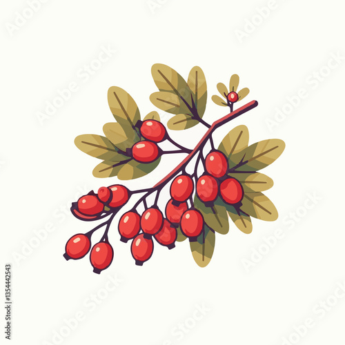 barberry, food, ripe, berry, red, fruit, leaf, plant, branch, fresh, antioxidant, vitamin, healthy, natural, organic, ingredient, spice, herb, isolated, background, goji, herbal, autumn, medicine, twi