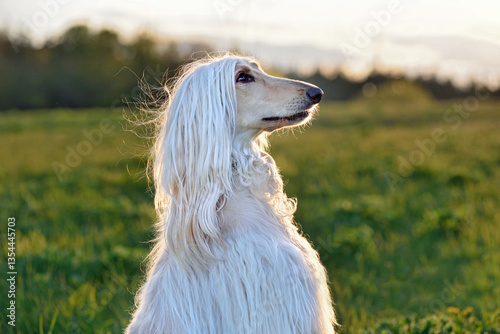 Sitting beautiful Afghan Hound dog