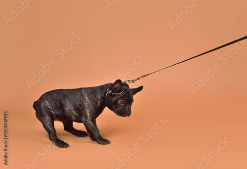 French Bulldog puppy dog refusing to move