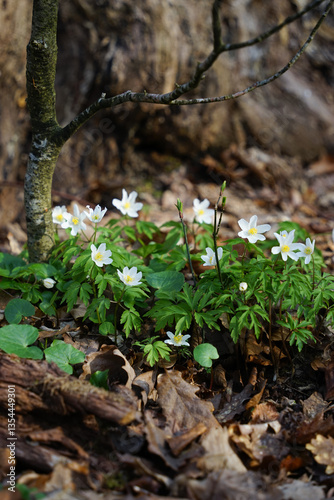 flowers in forest