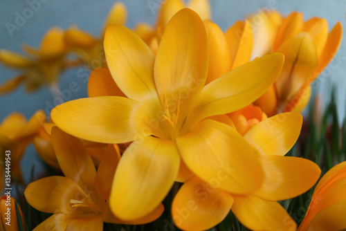 Blooming Dark Yellow Crocuses