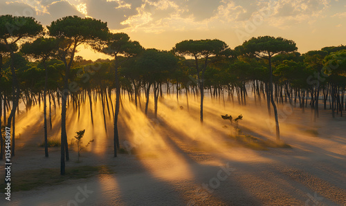 Golden sunset rays illuminating a sandy pine forest, creating a magical, ethereal atmosphere. Dust motes dance in the sunbeams.