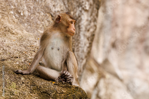macaque close-up sitting on a rock photo
