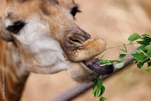Photography giraffe on the nature