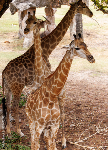 Photography giraffe on the nature