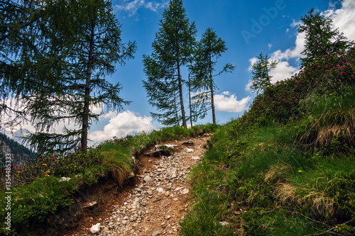 nature sceneries along the Monzoni Valley, Dolomites, Val di Fassa, Italy