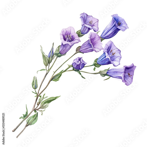Campanulaceae Branch, watercolor vector, isolated on a white background.