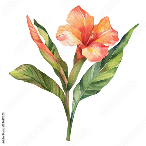 Canna Lily Branch, watercolor illustration, isolated on a white background.