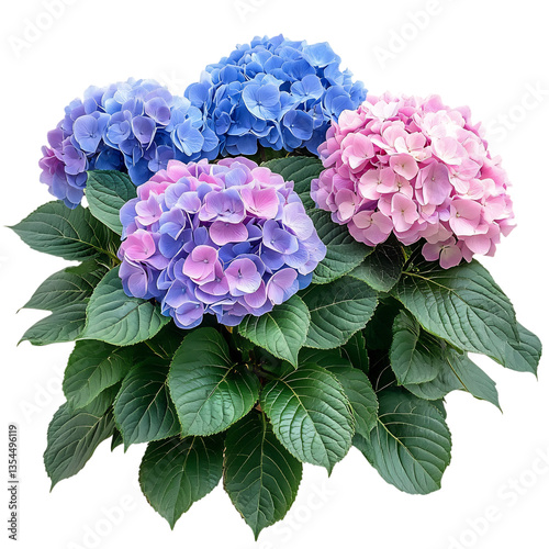 Dense Hydrangea Shrub with Blue and Pink Flowers Isolated on Transparent Background