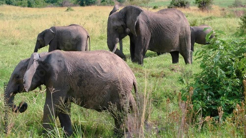 elephants in the wild