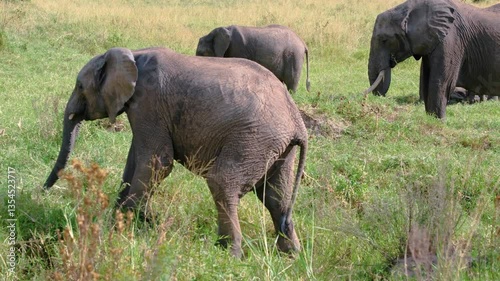 elephants in the savannah