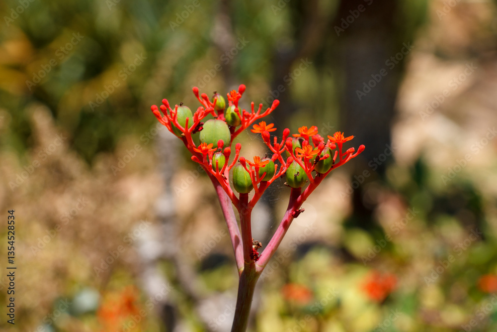 Exotic Jatropha podagrica flower and seeds the desert garden in Inhotim, Minas Gerais, Brazil.