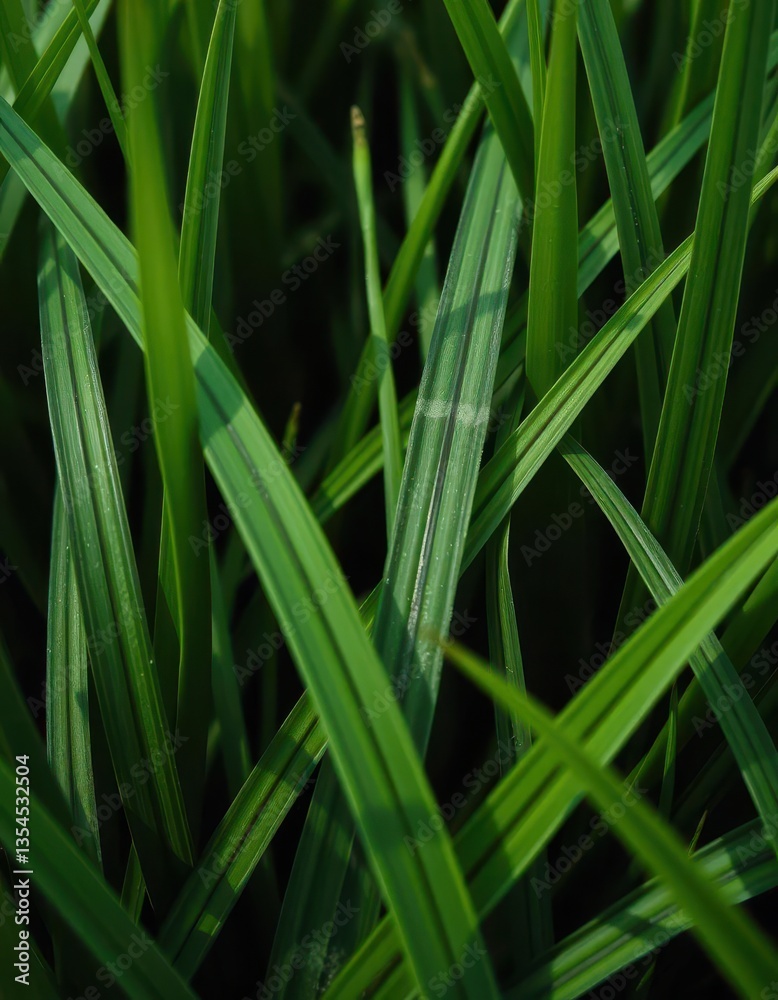 Thick, lush green grass blades, closely cropped, showing slight texture, texture, surface, athletic Thick, lush green grass blades, closely cropped, showing slight texture, texture, surface, athletic