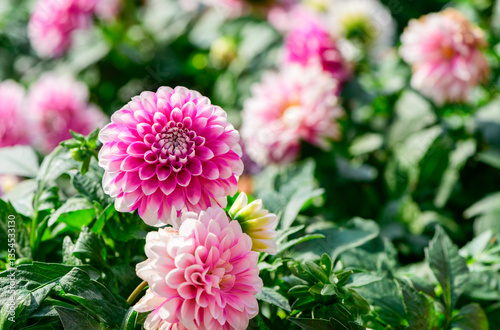 Dahlia flower pink with white edges in garden. flower background