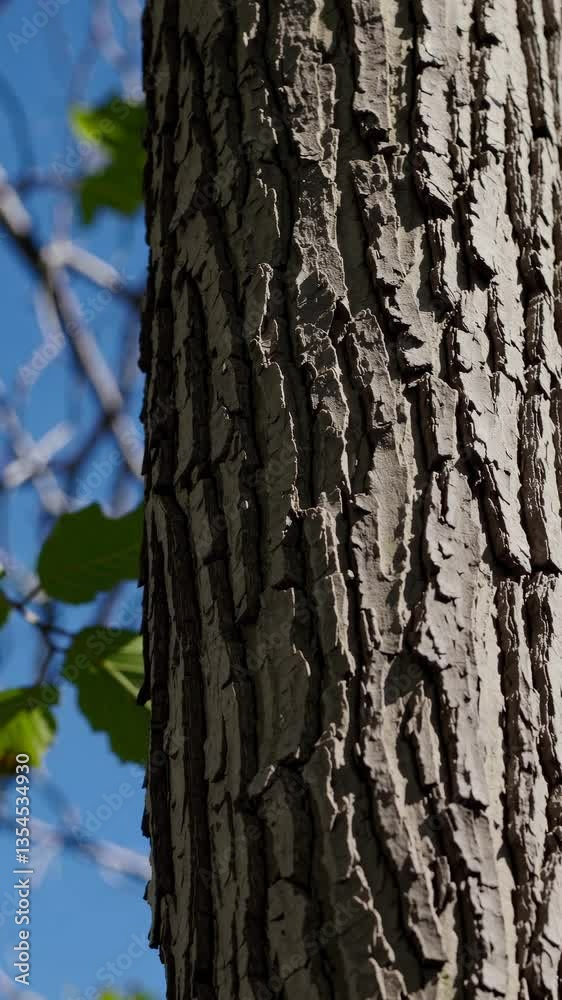 Close-up video of tree bark texture, captured from a low angle. Sunlight highlights the rugged surface, with green leaves in the background. Live mobile wallpaper. Close-up video of tree bark texture, captured from a low angle. Sunlight highlights the rugged surface, with green leaves in the background. Live mobile wallpaper.