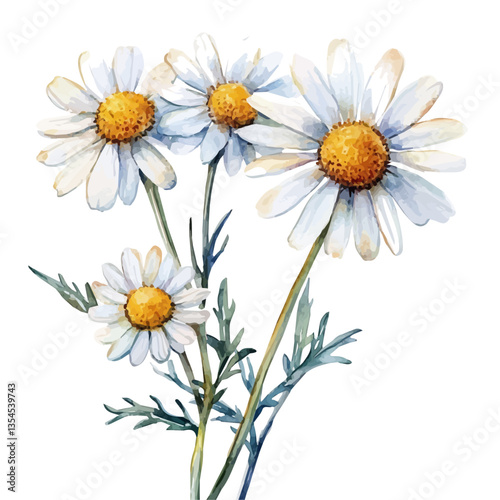 Chamomile Branch, watercolor illustration, isolated on a white background.