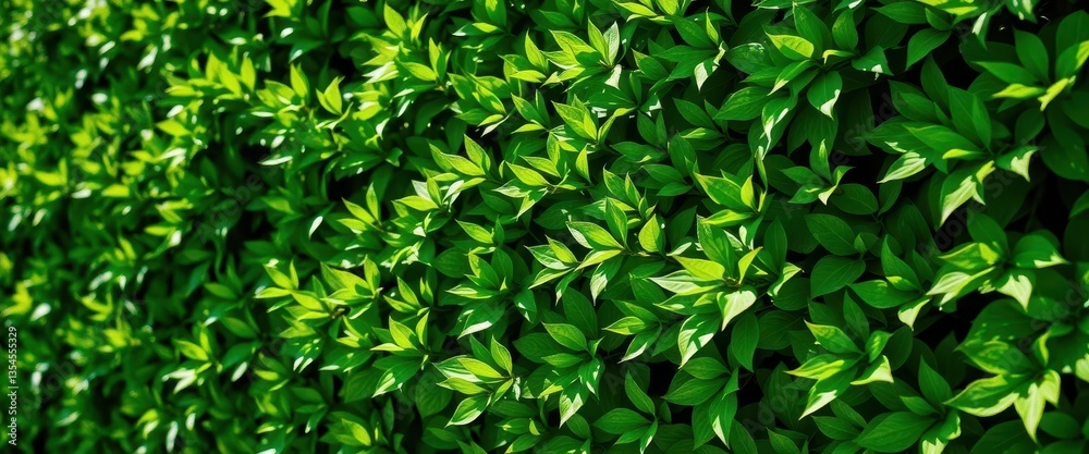 Dense green hedge leaves, sunlight dappled texture, green, organic, texture Dense green hedge leaves, sunlight dappled texture, green, organic, texture