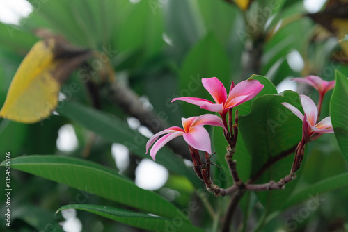 Beautiful red frangipani flowers or Jepun flowers in Balinese, are bloomed on the tree, surrounded by blurred green leaves. Floral or agriculture wallpaper photo