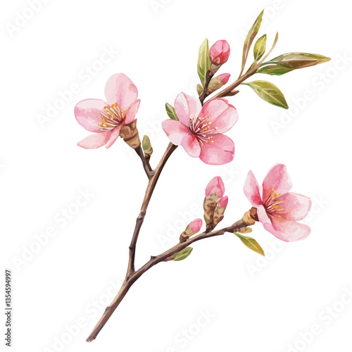 Clove Pink Branch, watercolor vector, isolated on a white background.