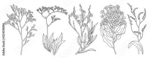 Limonium flowers set. Outlined Statice floral plants with blooms. Vintage botanical drawing of Sea-Lavender. Blossomed Caspia. Hand-drawn vector illustrations isolated