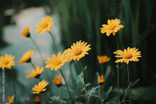 A close-up of yellow arnica flowers blooming in the garden, with blurred green leaves and grass as the background.