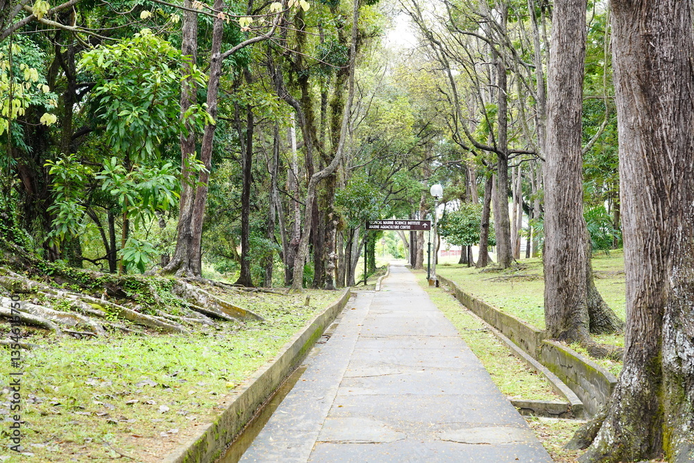 Fototapeta premium footpath in the park