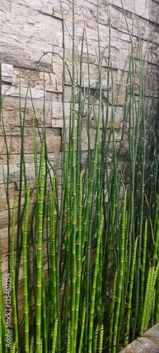 a Horsetail plant (Equisetum hyemale), also known as Scouring Rush or Snake Grass
