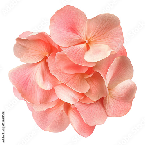 Delicate Pink Hydrangea Blossom Closeup Soft Petals Floral Beauty Nature Photography,