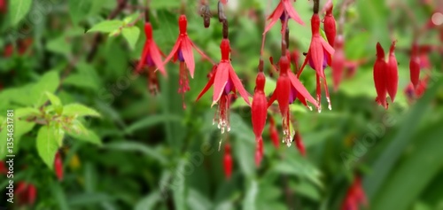 Fuchsia Magellanica Riccartonii flower in a garden