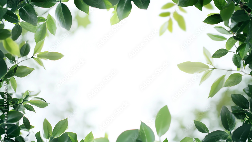 A frame of tree branches with green leaves on a white background, a green nature background.