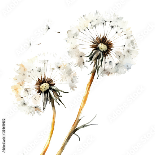 Dandelion Branch, watercolor illustration, isolated on a white background.