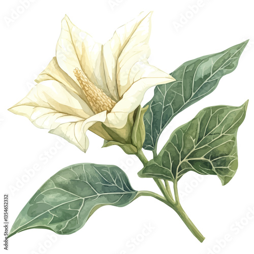 Datura Branch, watercolor vector, isolated on a white background.