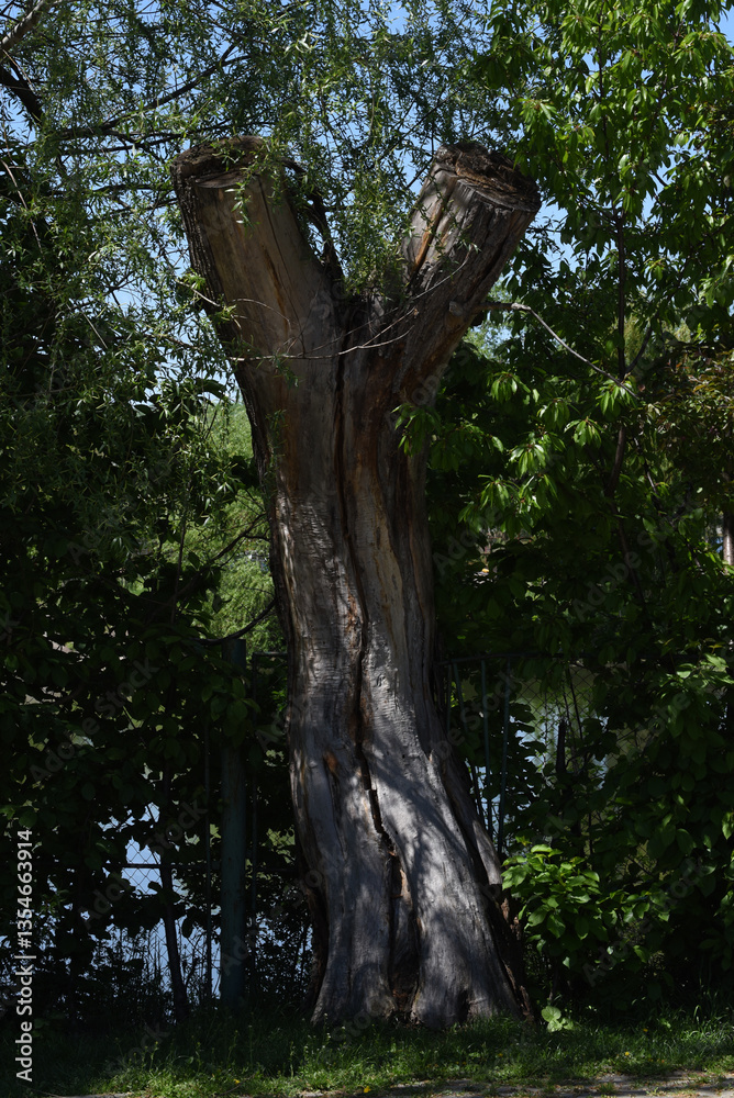 Fototapeta premium tree in the forest