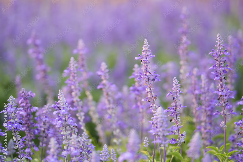 Obraz premium Blue Salvia flowers in the field