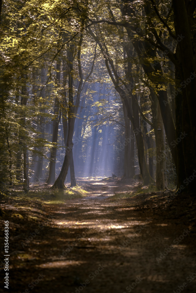 Obraz premium Sun light shining through trees into fog thereby the sun rays are made visible.