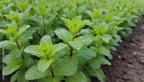 Wallpaper Mural mint sprigs close-up. field, land Torontodigital.ca