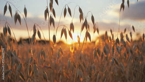 Wallpaper Mural oats close-up in an open field Torontodigital.ca