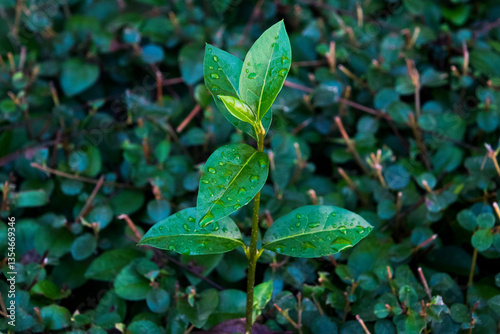 green leaves on the ground