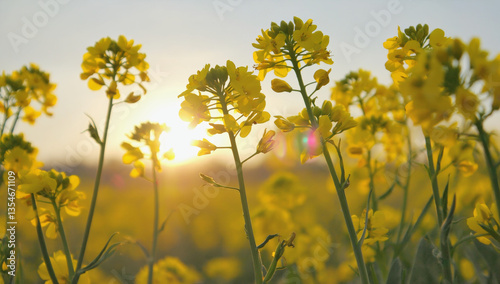 Wallpaper Mural Rapeseed close-up on the field  Torontodigital.ca