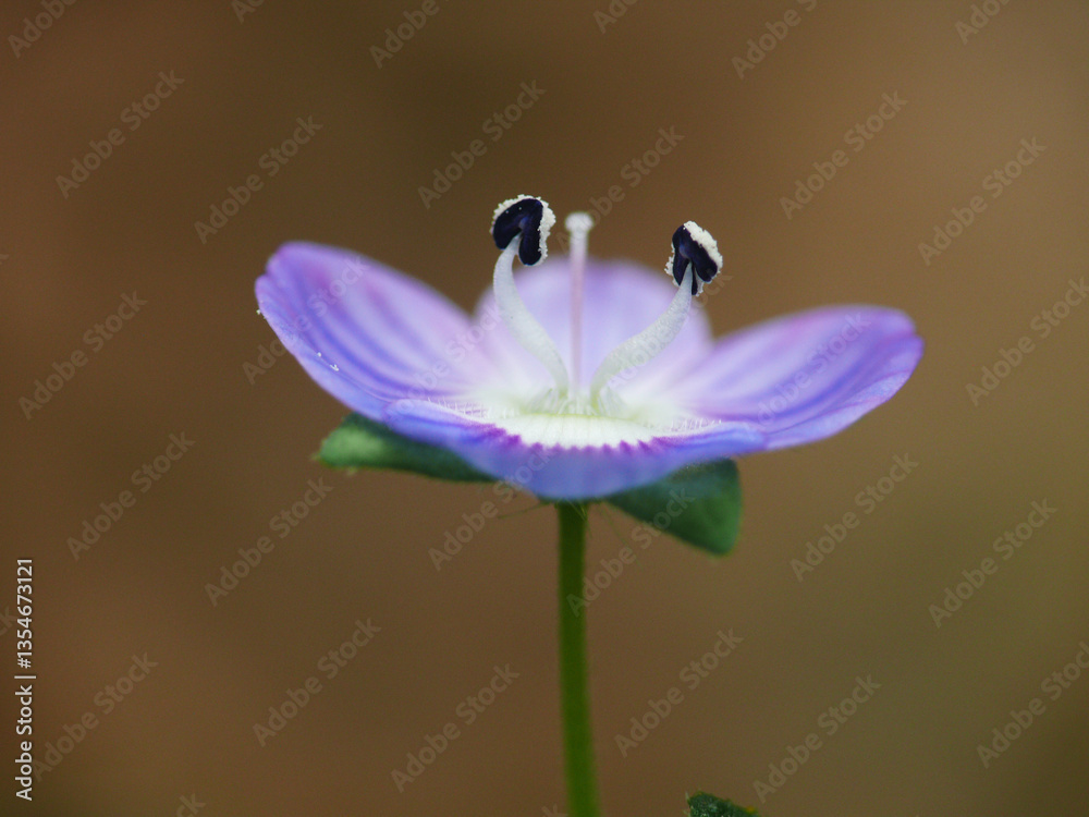 Fototapeta premium Natura