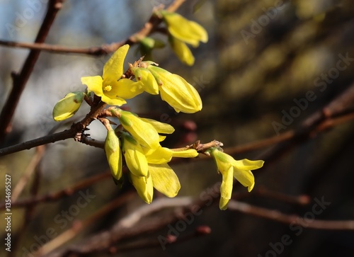 forsythia bush with yellow flowers at spring